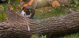 How Our Tree Care Process Works  in  Water Mill, NY