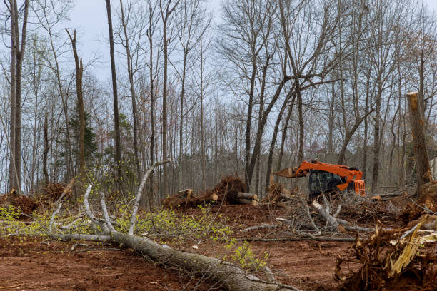 Best Root Management and Removal  in Water Mill, NY