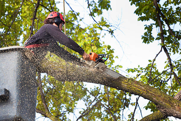 Best Tree Trimming and Pruning  in Water Mill, NY